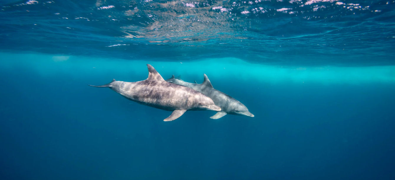 Swim with Dolphins in the Wild